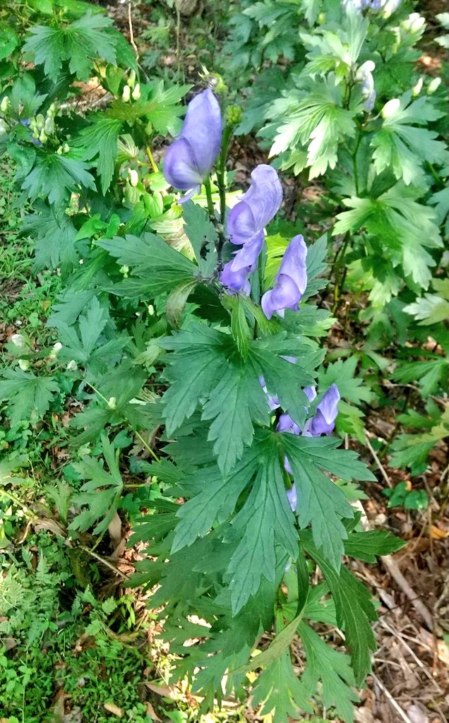 たなべみか：新刊【ミステリースポット飯】通販 tweet media