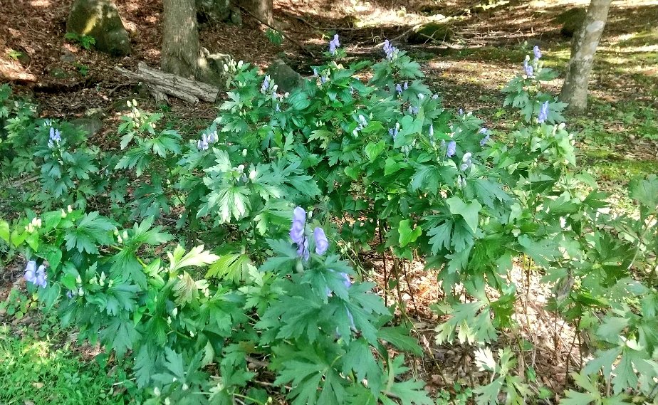 たなべみか：新刊【ミステリースポット飯】通販 tweet media