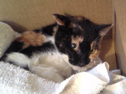 ゲヘイロ笹森／カポエイラ・テンポ笹森道場 tweet media