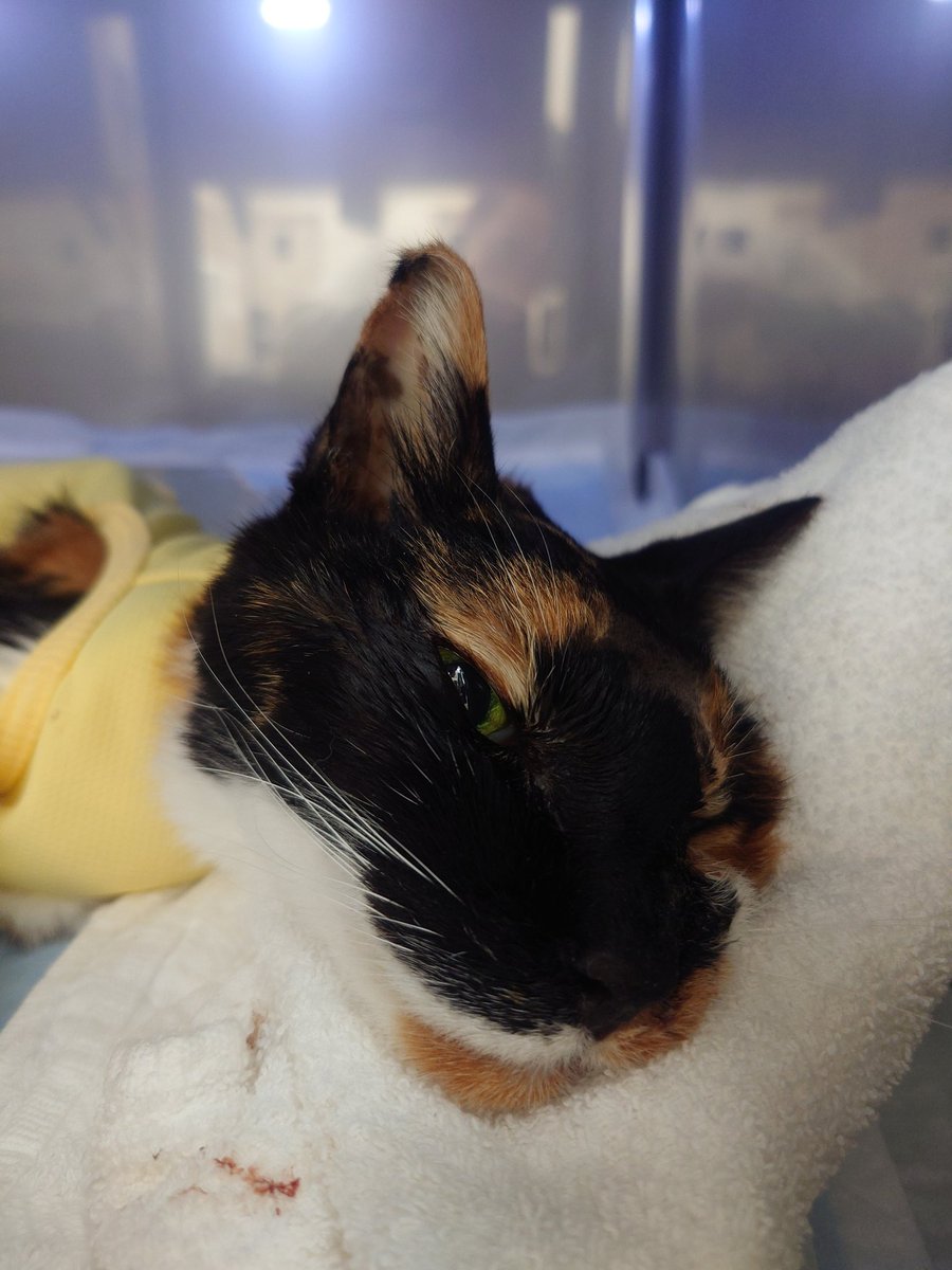 ゲヘイロ笹森／カポエイラ・テンポ笹森道場 tweet media