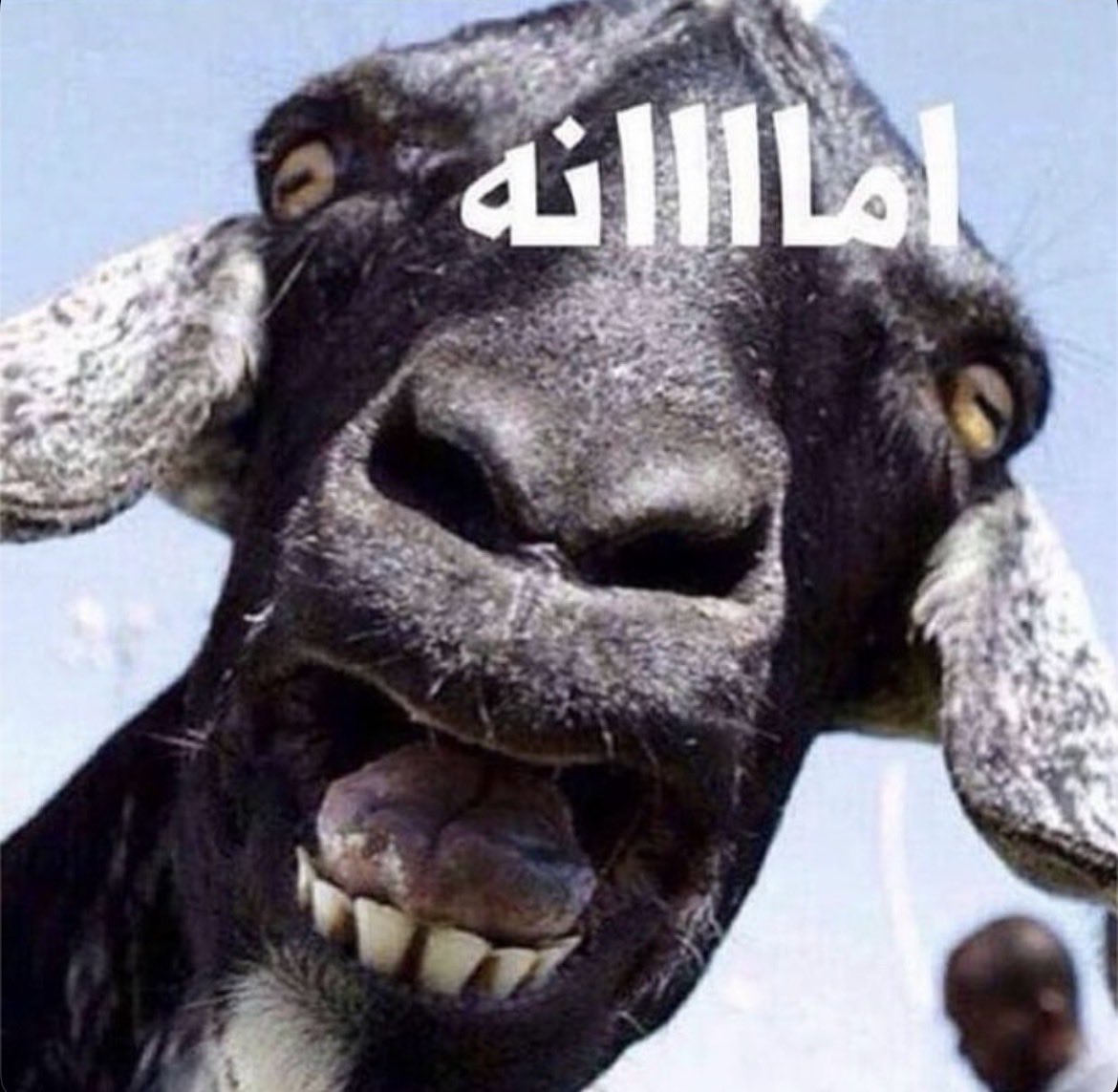 الملا بلال المزيون 🇰🇼 tweet media