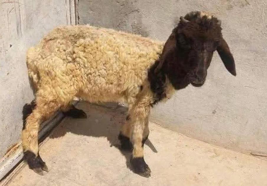 د.حمود بن عوض الحيسوني tweet media