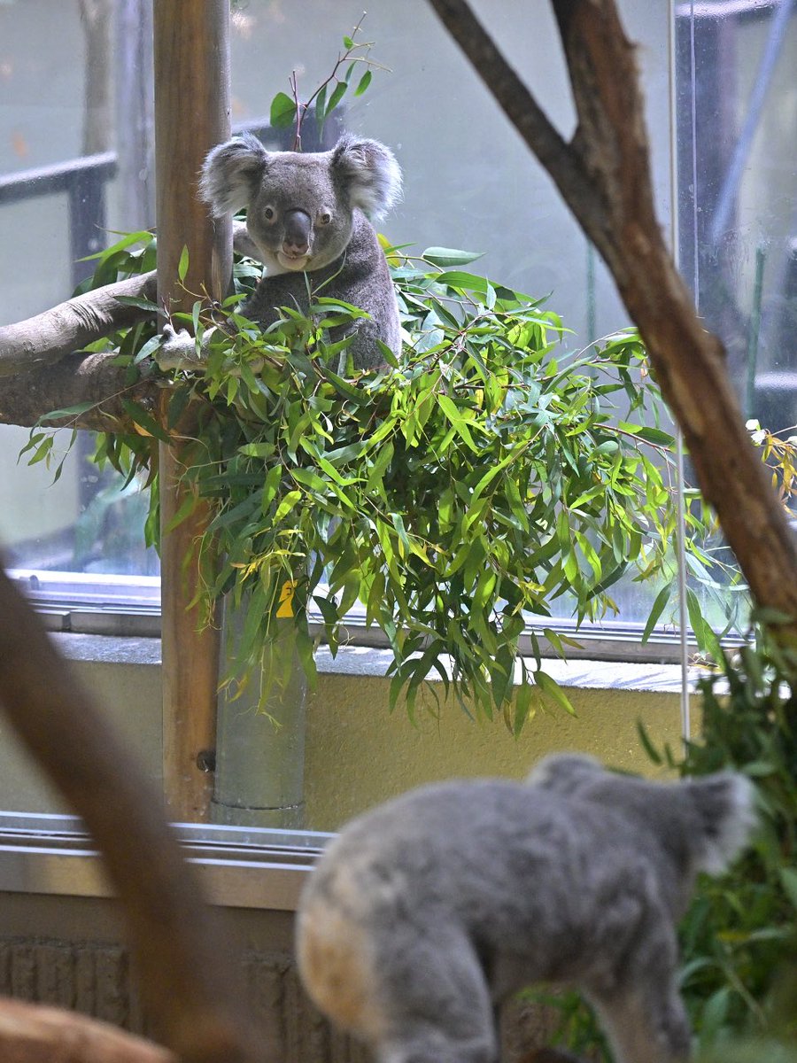 tsuzukiani's tweet photo. 金沢動物園で暮らすコアラ、先日のコロン
またサンルームへ出てきたコロン
中のたんぽぽそっと眺めたり
ここでの時間もすっかり慣れて、ユーカリ食べて長く休んで、それこそコアラの本当で
帰りがけには久しぶりに見ることになったユーカリペースト
しばらく会えてなかったコロちゃん、やっぱりとても https://t.co/0HUePaj868