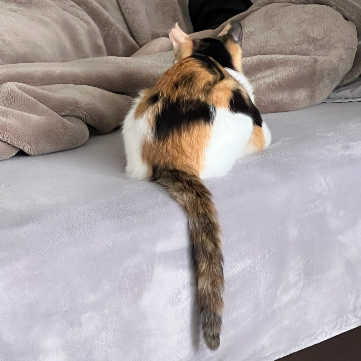 成澤 綾子 tweet media