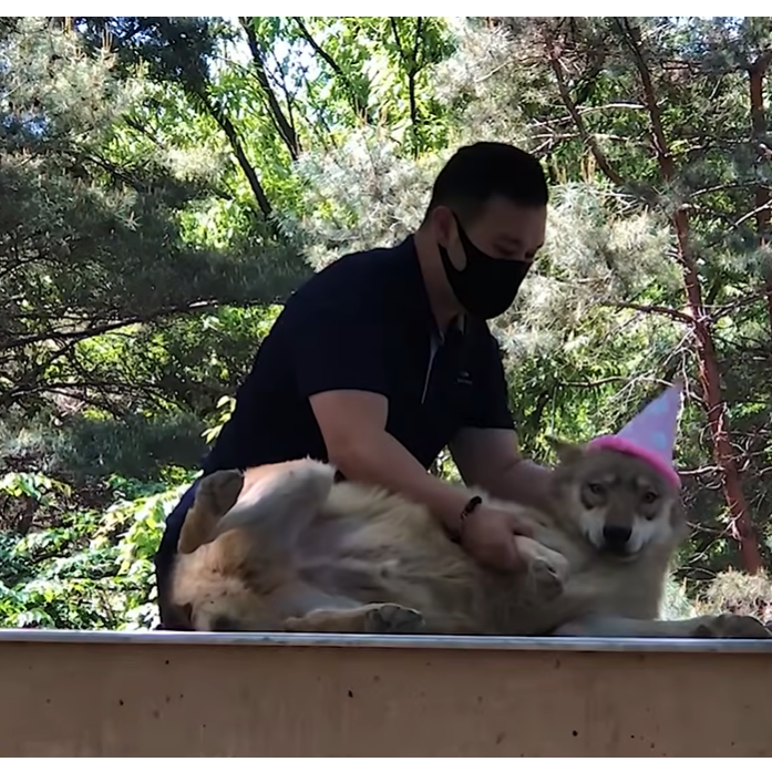 Neukgu_'s tweet photo. It's a picture of a wolf's birthday party at the zoo오월드 where there is a wolf. 

I shared it because 
it was so cute.

By the way, the wolf's birthday is in January.

#늑구 https://t.co/WzqMOE9Vlx