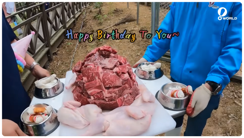 Neukgu_'s tweet photo. It's a picture of a wolf's birthday party at the zoo오월드 where there is a wolf. 

I shared it because 
it was so cute.

By the way, the wolf's birthday is in January.

#늑구 https://t.co/WzqMOE9Vlx