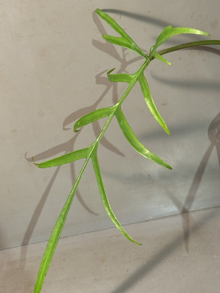 モレ吾郎@M.R.G.R since2020 tweet media