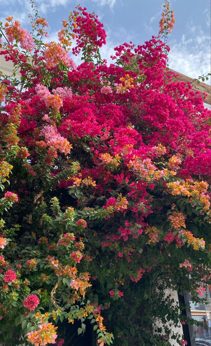 راما حسن tweet media