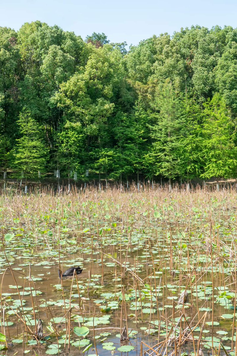 renhongji1990's tweet image. 今天的阳光～
​情人坡上的黄葛树叶子已掉光～
#CQU