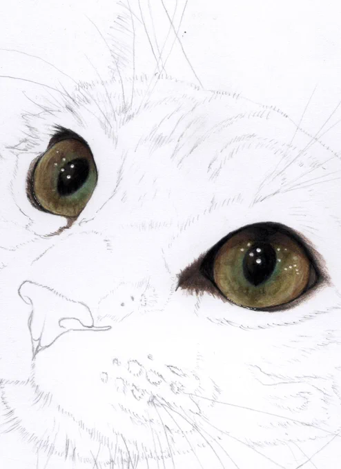 猫の色鉛筆画ができる過程