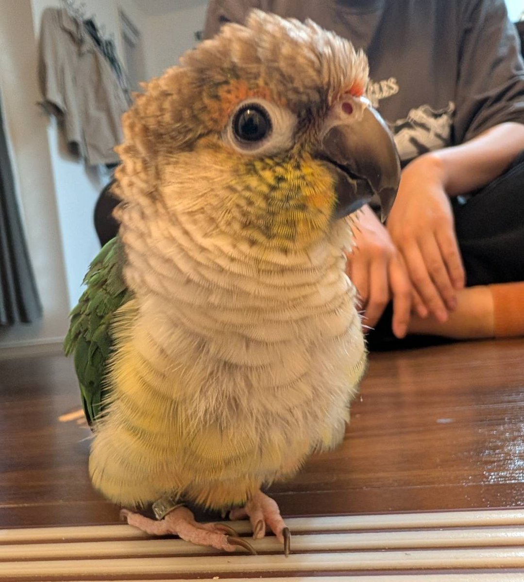 しらとり𓅫 tweet media