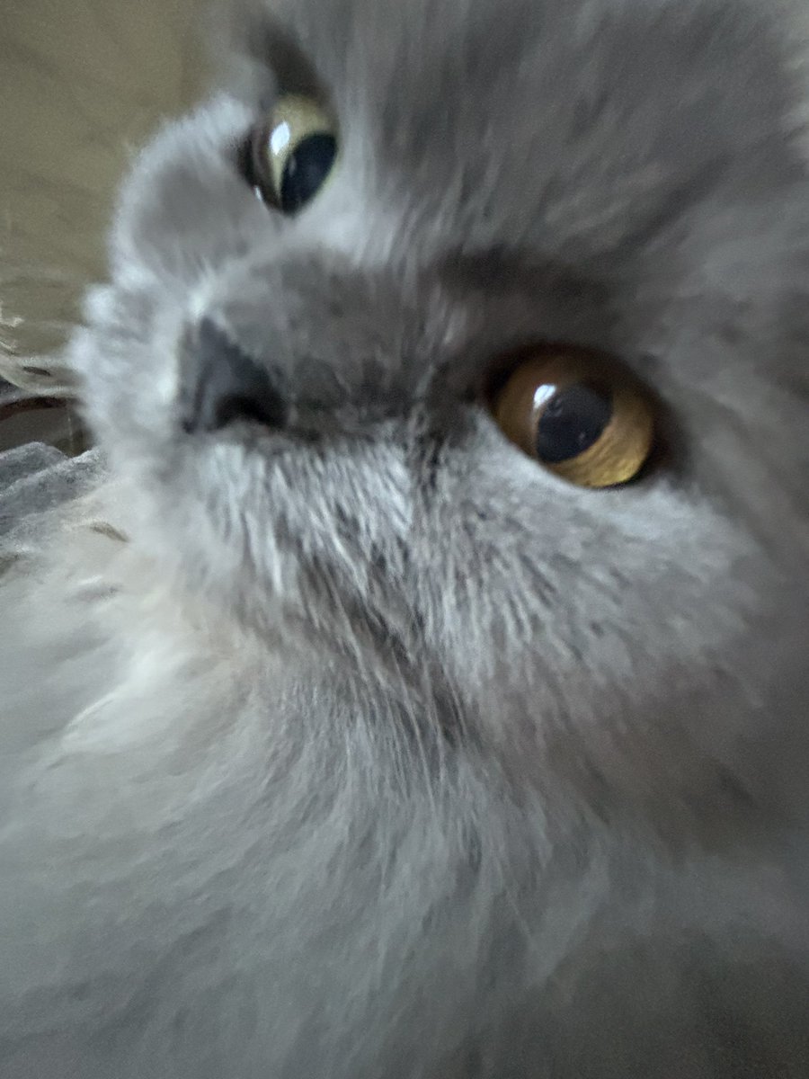 lovi .ᐟ 🪽💌 | VTUBER tweet media