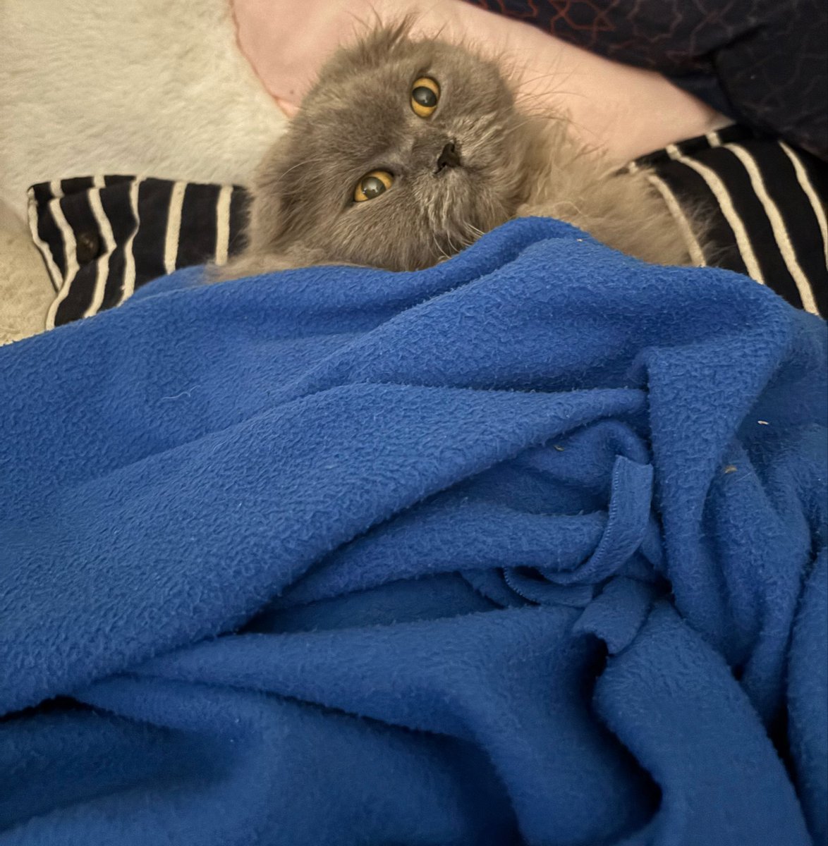 lovi .ᐟ 🪽💌 | VTUBER tweet media