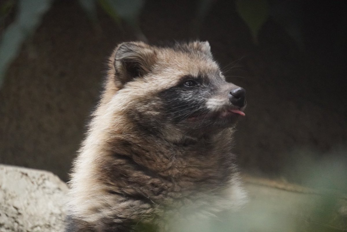 たちだコロネ tweet media