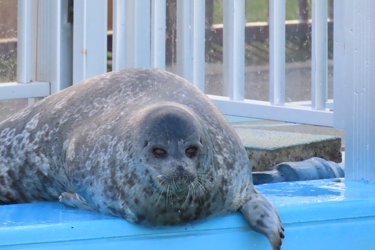 ゆちょん tweet media