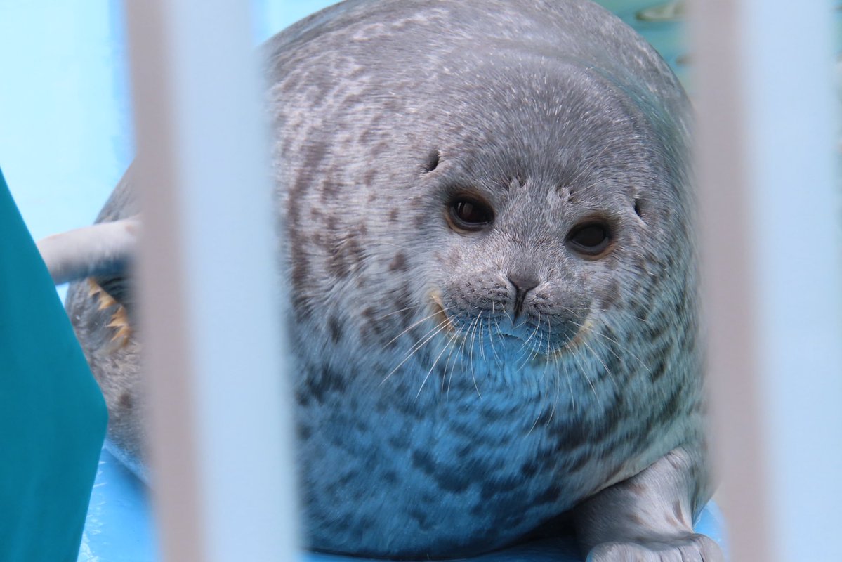 ゆちょん tweet media