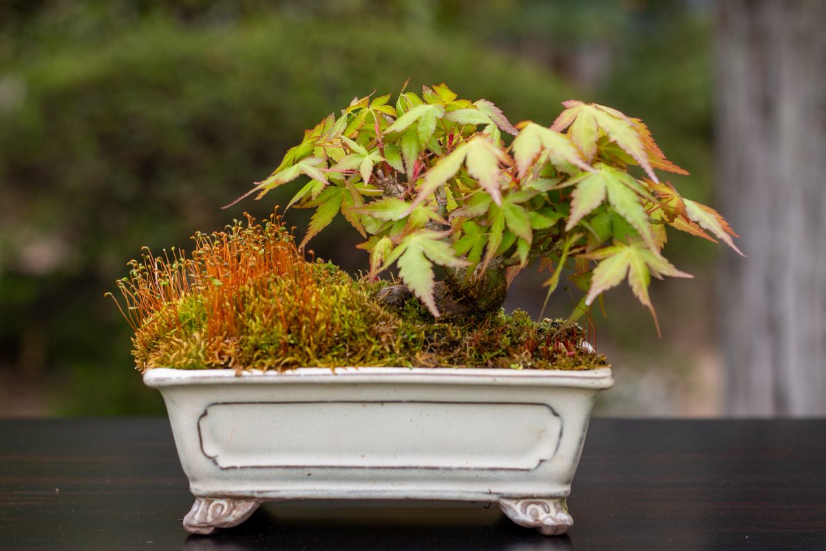 shioribonsai's tweet photo. モミジ盆栽の葉が完全に開きました https://t.co/laZRCfyqhr