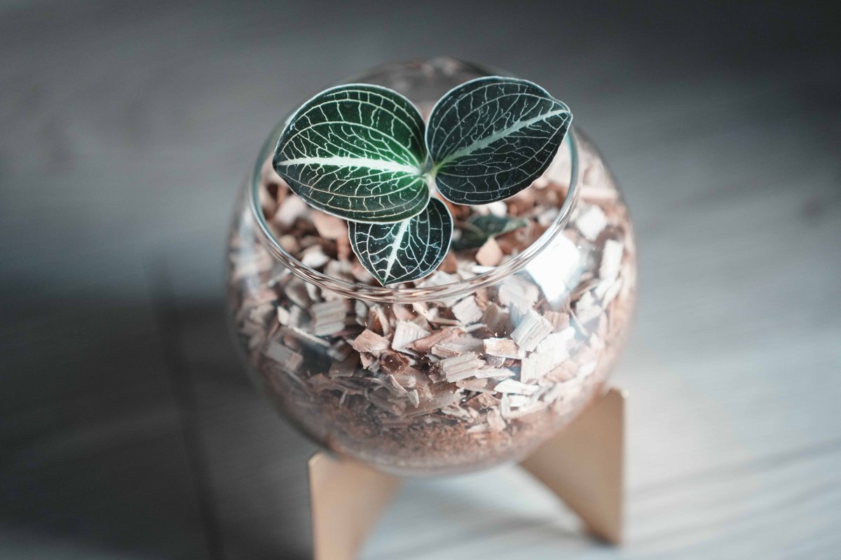 プーの日常垢🐷 tweet media