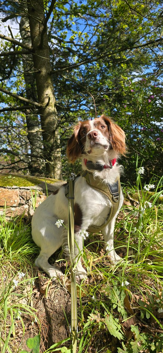 redteamJSY's tweet photo. Somehow Gimlet turns 3 today- Only feels like yesterday I was collecting him from a farm in Devon! #timeflies #birthdayboy #springer #gimlet https://t.co/Gabheg34cW
