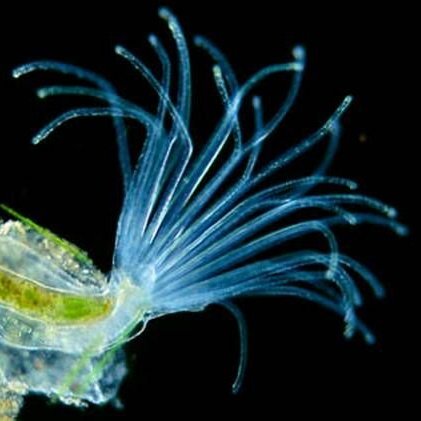 Mundinho Bryozoa tweet media