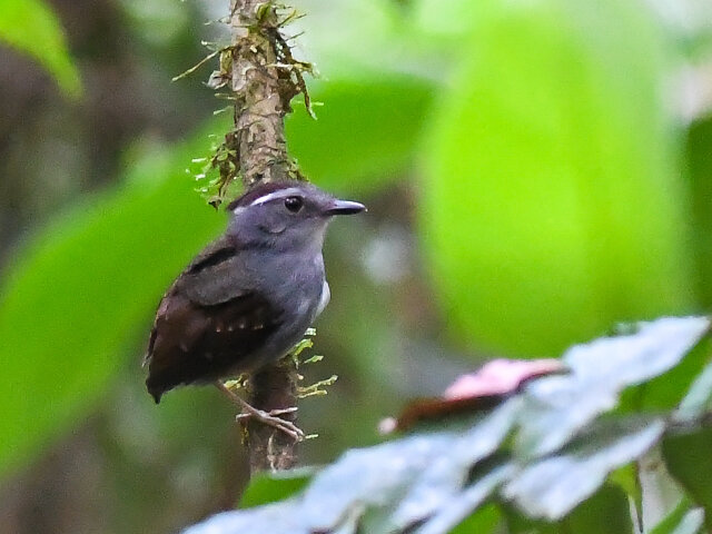 Aves do Brasil tweet media