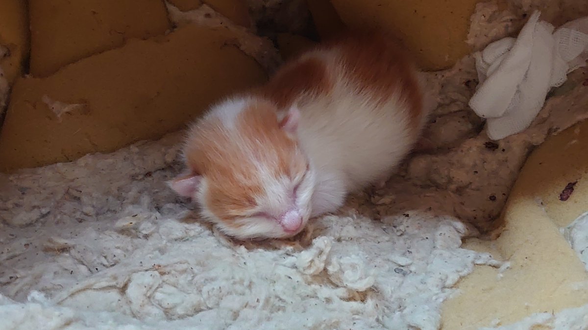 うーむむむむむむむ…

…夏くらいまでは面倒見ようかなぁ…

はっ！「今撮影に来ると子猫が愛でれる！」という謳い文句でロケ撮営業が…
…出来るか？