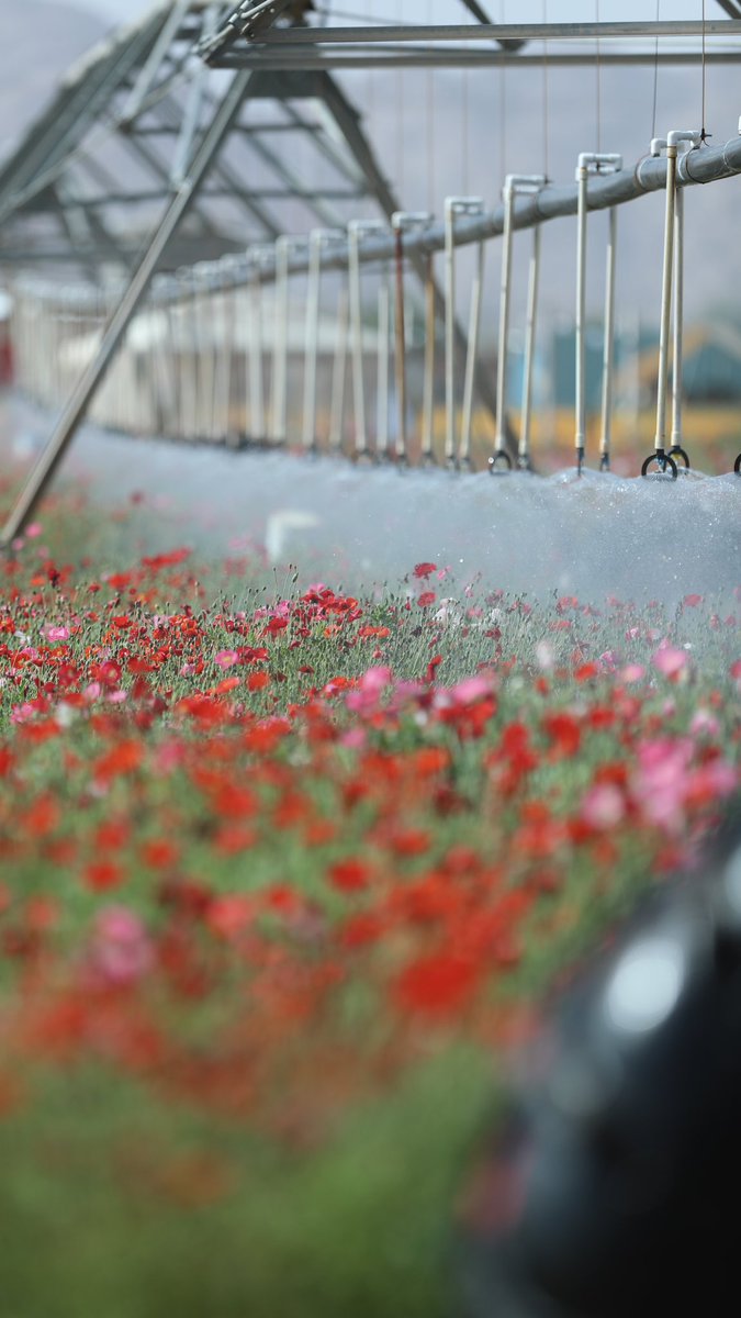 فطوم بنـت عبدالله الزقدي (@f_alzegdi) on Twitter photo 