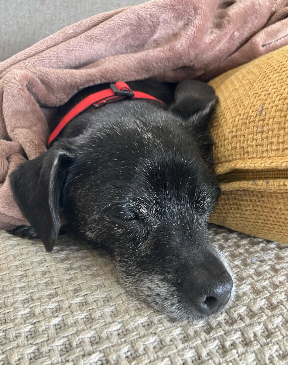 JeanetteM72's tweet image. Snug as a pug in a rug. Or rather snug as a pug-cross in a blanket ♥️♥️♥️
#Romeo
#SeniorDogs