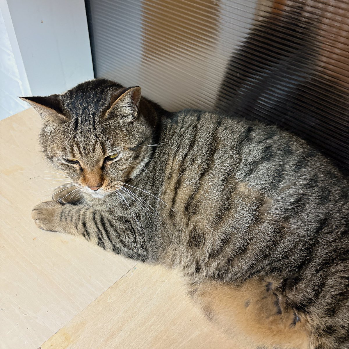 Sally22816's tweet photo. 保護するまで��スリムでイケメンだったのに月日とともにもちもちかわいいちゃんにに変身しちゃった。

#猫 https://t.co/u9p0ymr0V9