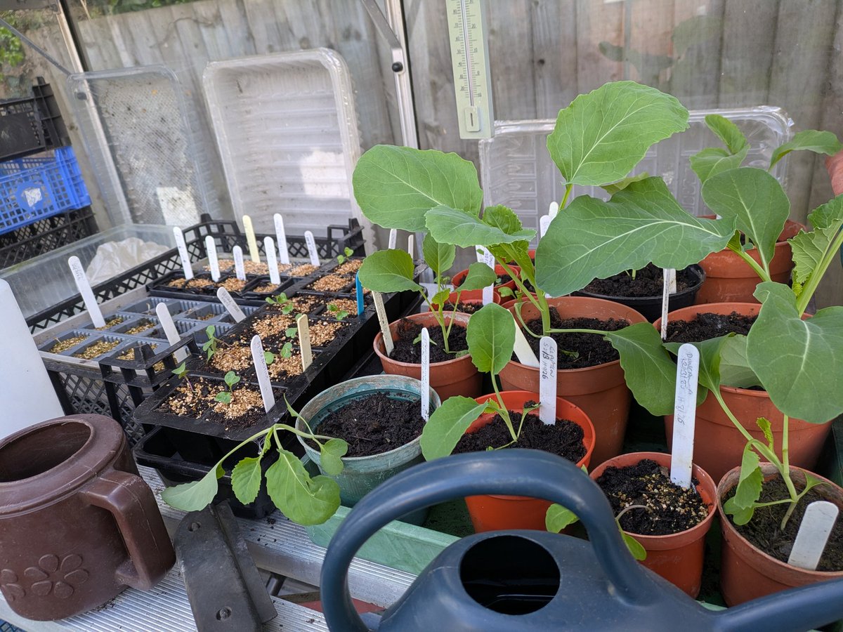 RuthDmosaics's tweet image. In the Greenhouse, my happy place. The 3 stages of beetroot. Cabbage ready for the allotment. Leeks repotted. Tomatoes coming along and some potted up for my fellow allotmenteers.  Seeds and baby cauliflower/Brussels sprouts growing on well. #allotment