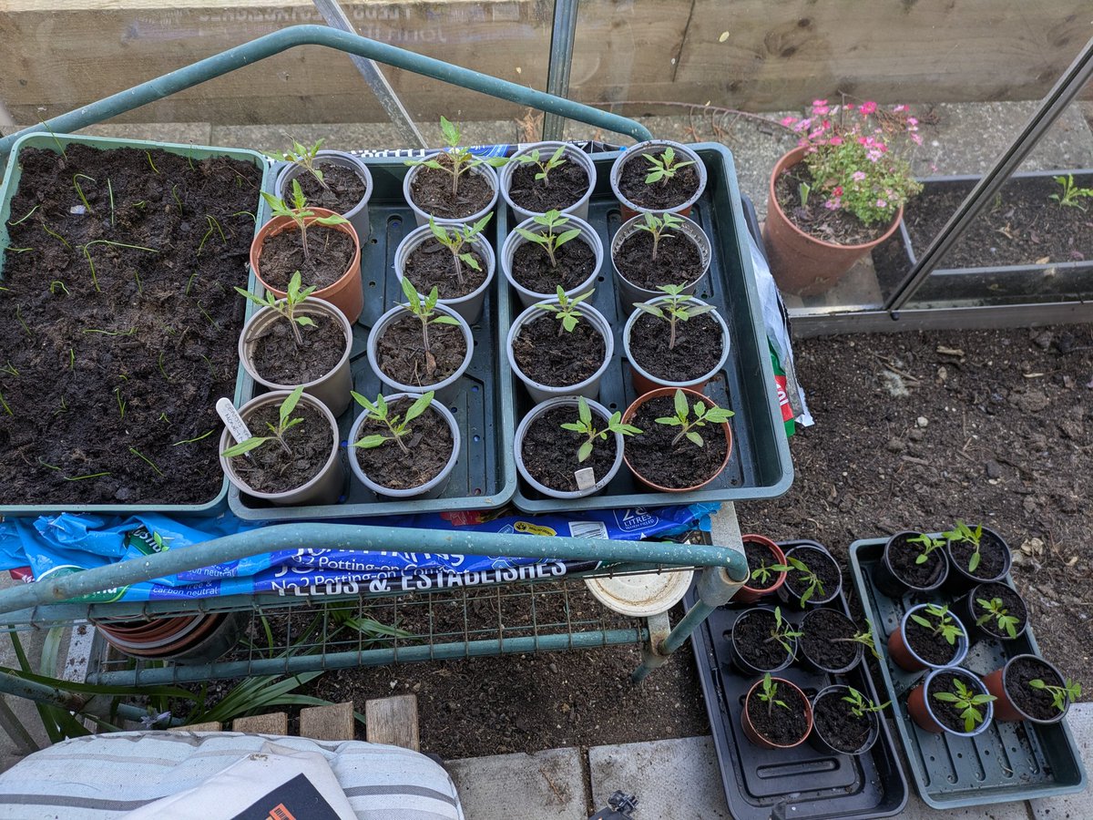 RuthDmosaics's tweet image. In the Greenhouse, my happy place. The 3 stages of beetroot. Cabbage ready for the allotment. Leeks repotted. Tomatoes coming along and some potted up for my fellow allotmenteers.  Seeds and baby cauliflower/Brussels sprouts growing on well. #allotment