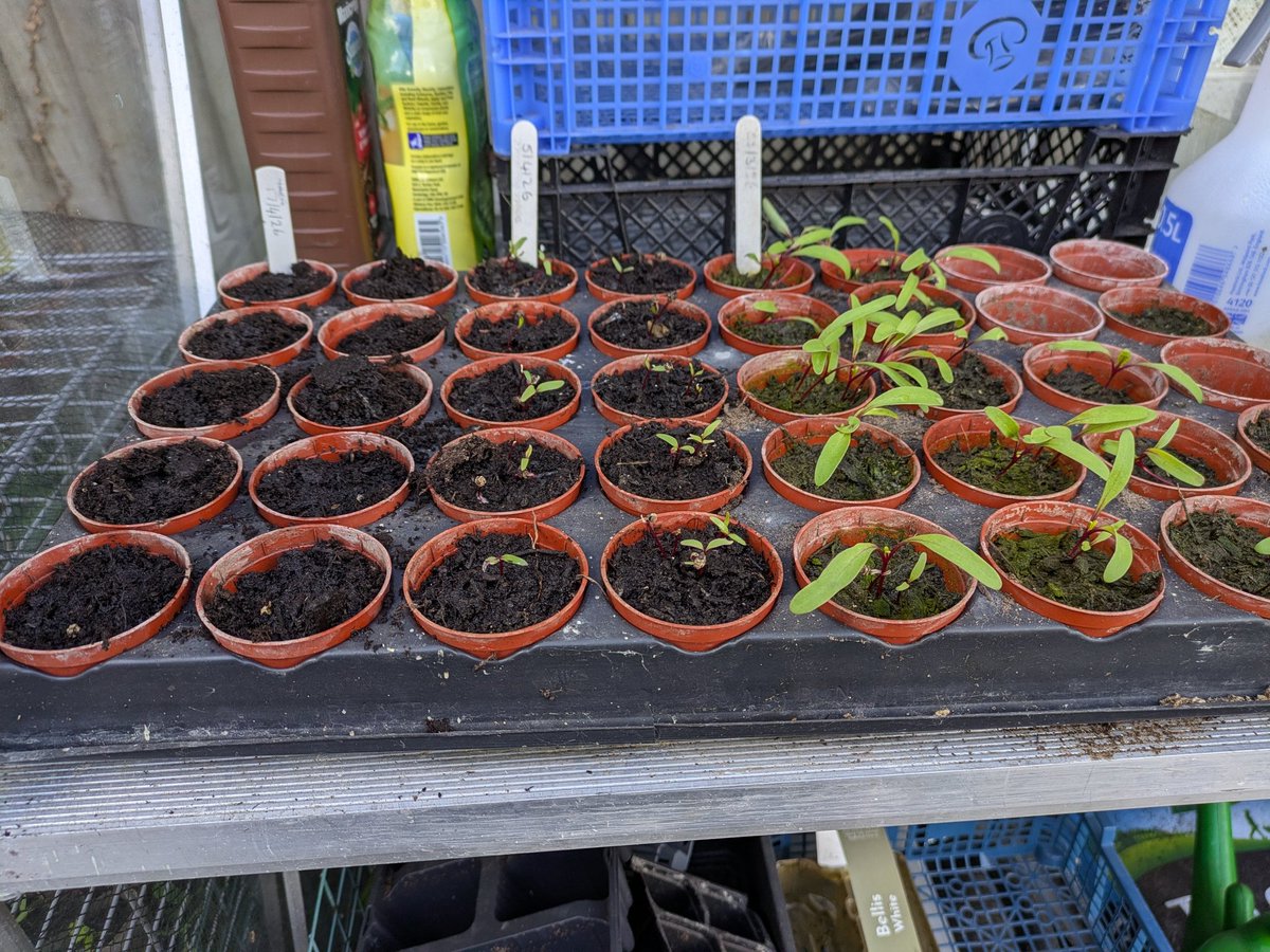 RuthDmosaics's tweet image. In the Greenhouse, my happy place. The 3 stages of beetroot. Cabbage ready for the allotment. Leeks repotted. Tomatoes coming along and some potted up for my fellow allotmenteers.  Seeds and baby cauliflower/Brussels sprouts growing on well. #allotment