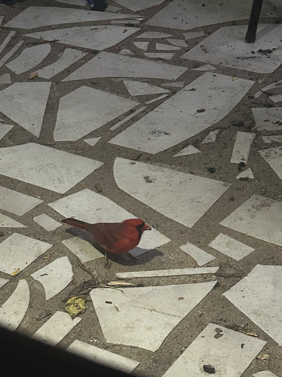 Cardinal guy 😄😄😄😄😄😄 yay