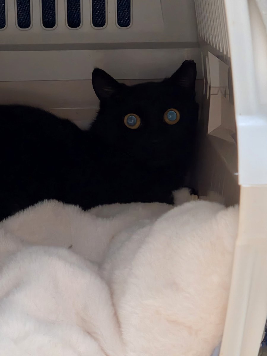 까만집 tweet media