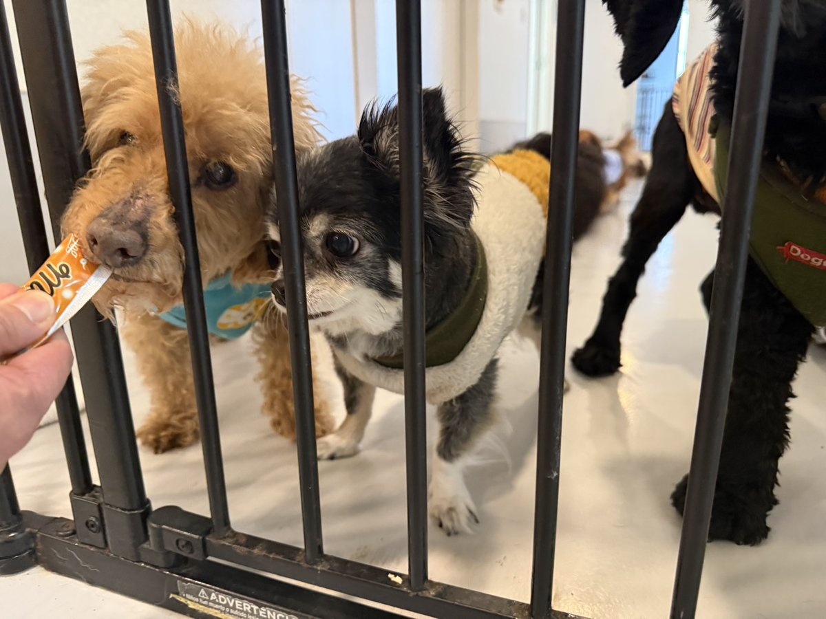 老犬介護ホームろうたす tweet media