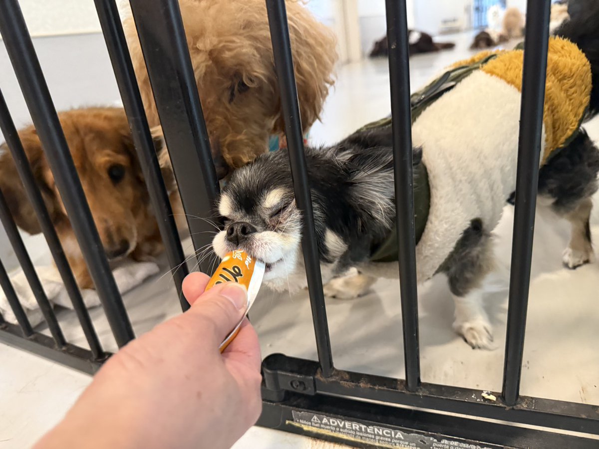 老犬介護ホームろうたす tweet media