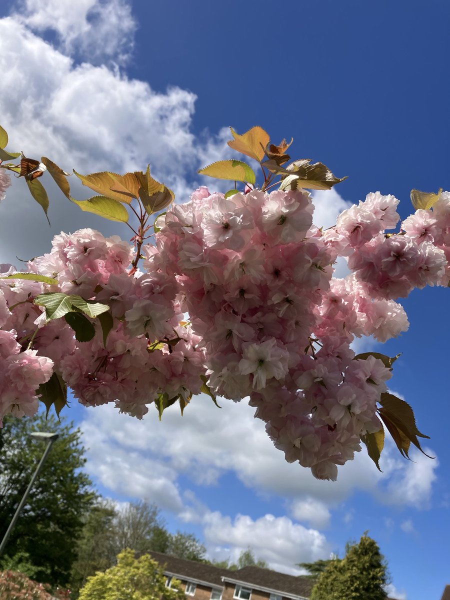 ClanCattan's tweet image. How long will the blossom last? #springtime #japanesecherry