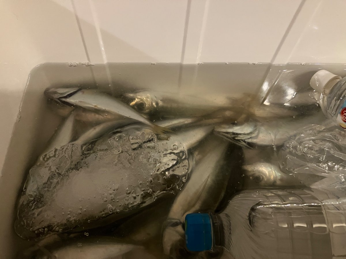 nire16's tweet photo. 今日は久しぶりに船釣りでLTアジ。しばらく食卓はアジまみれになります https://t.co/XLiodSbvTP