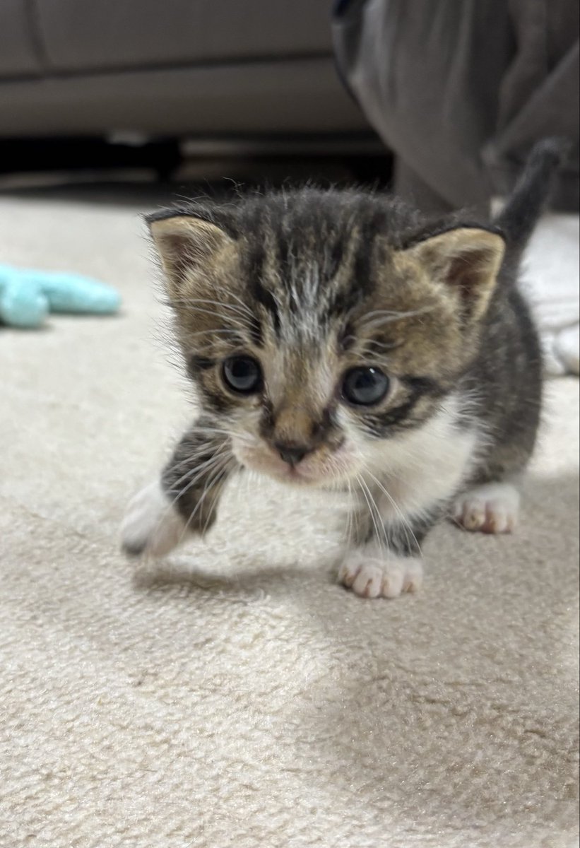 ミルク猫3兄妹
離乳食開始❣️
お皿に足を突っ込んでペチャペチャ食べた😆
どんどん大きくなろうね
最初は250gほどの体重だったのが、保護11日目で360〜390gまで大きくなった。
みんな良い子です♪