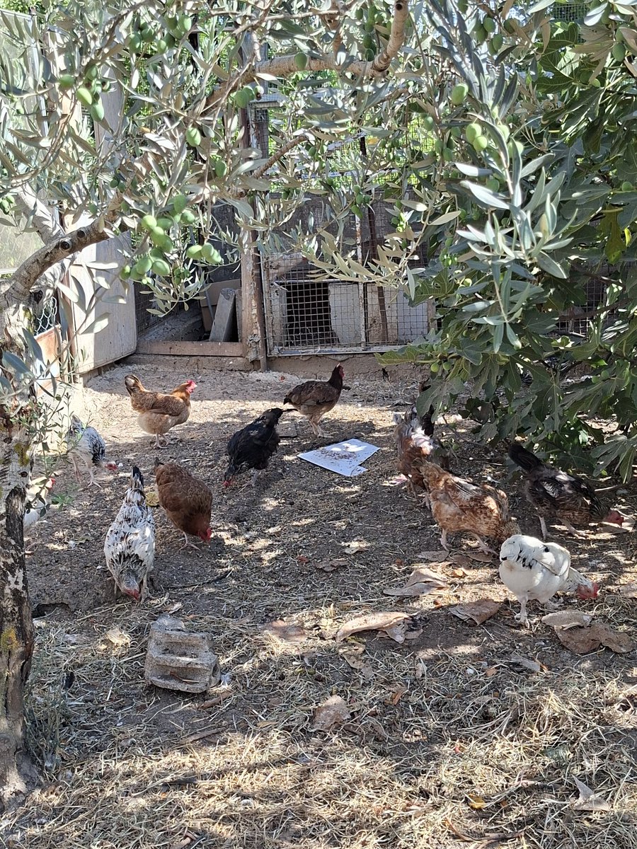 Ali نور tweet media