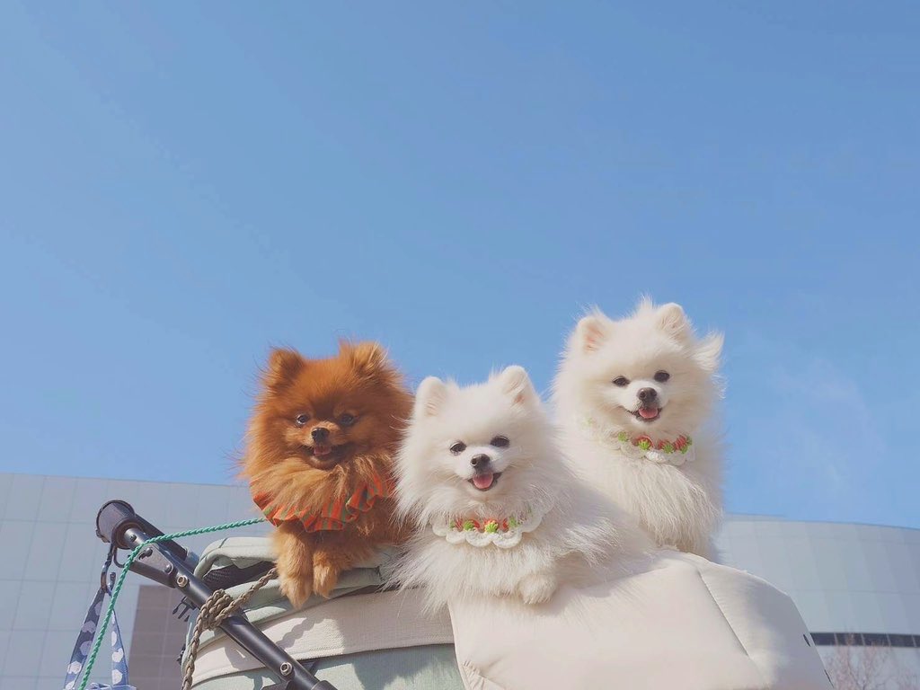 tanunpo's tweet image. ボラギノールのCM感ある
#ポメラニアン #pomeranian