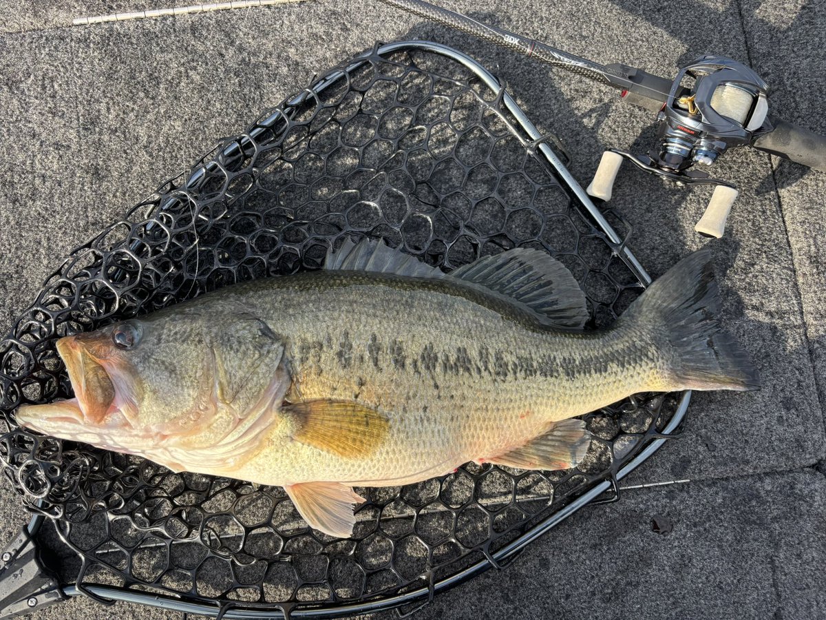 稲吉 良介 tweet media