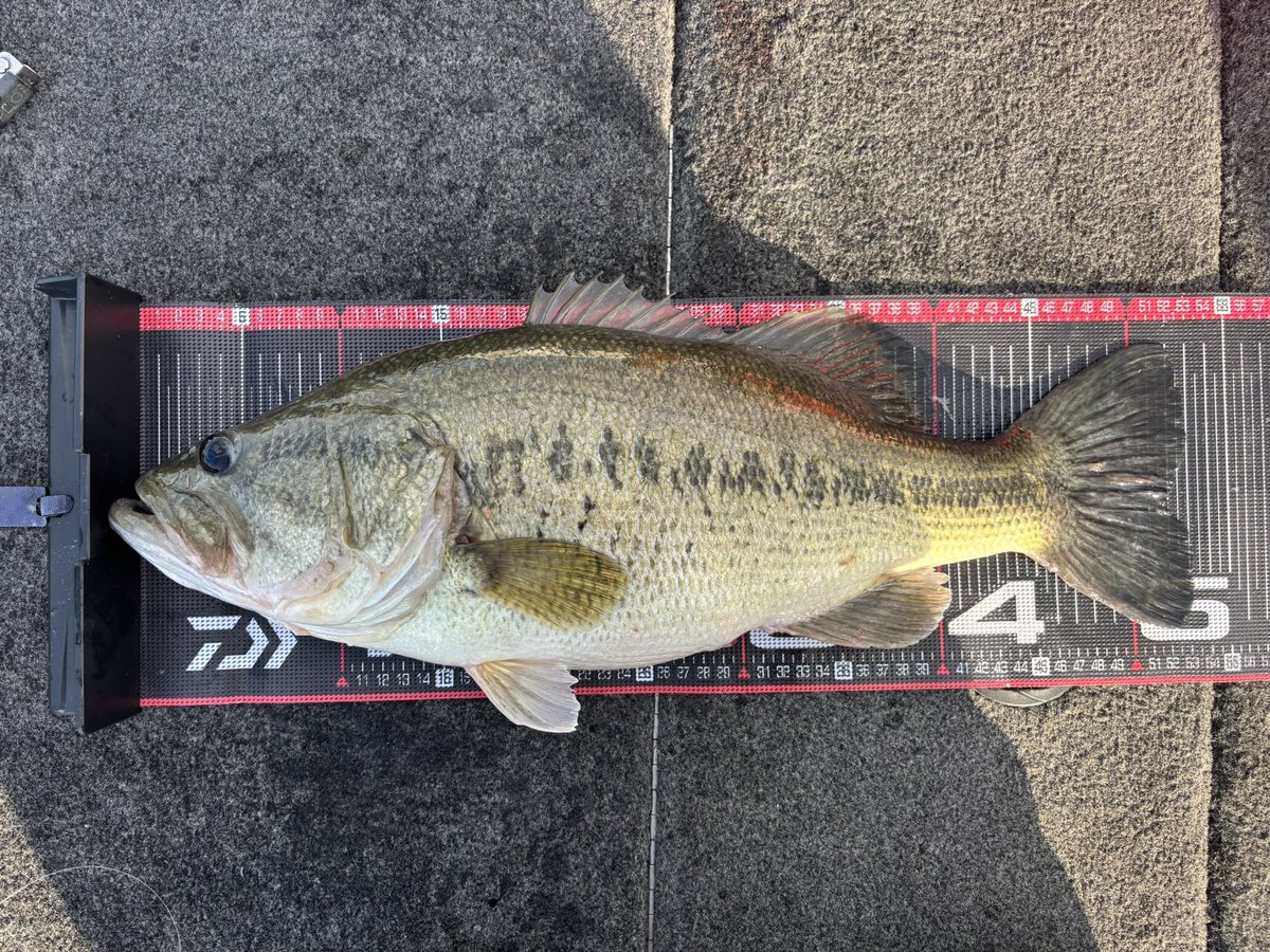 稲吉 良介 tweet media