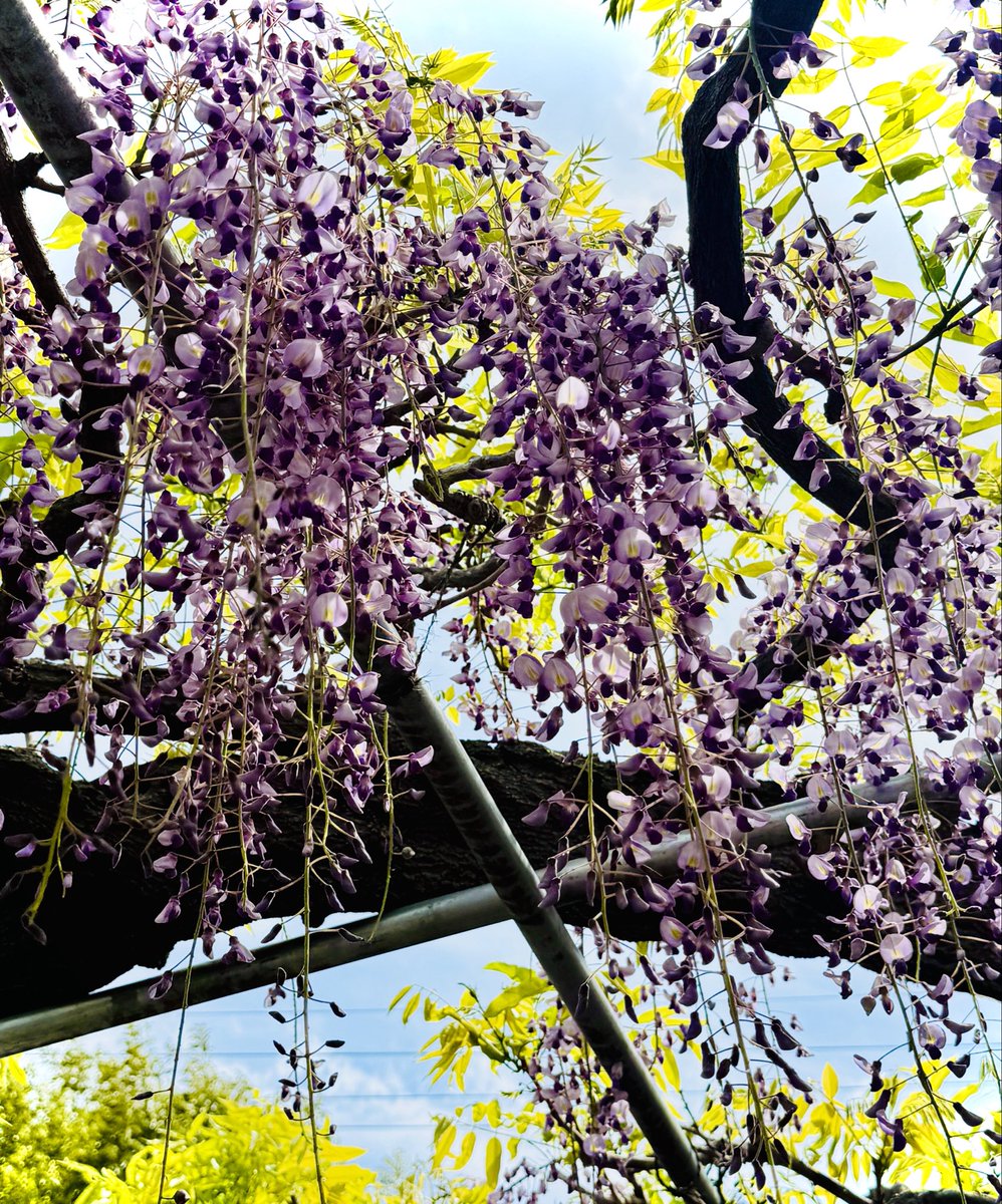藤が綺麗でした✨(まだ満開じゃなかったけど)
