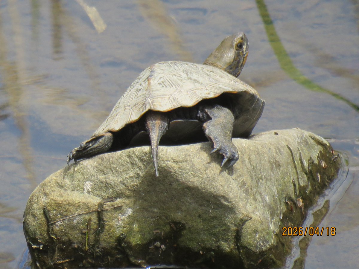 🇯🇵日本石亀観察学会 tweet media