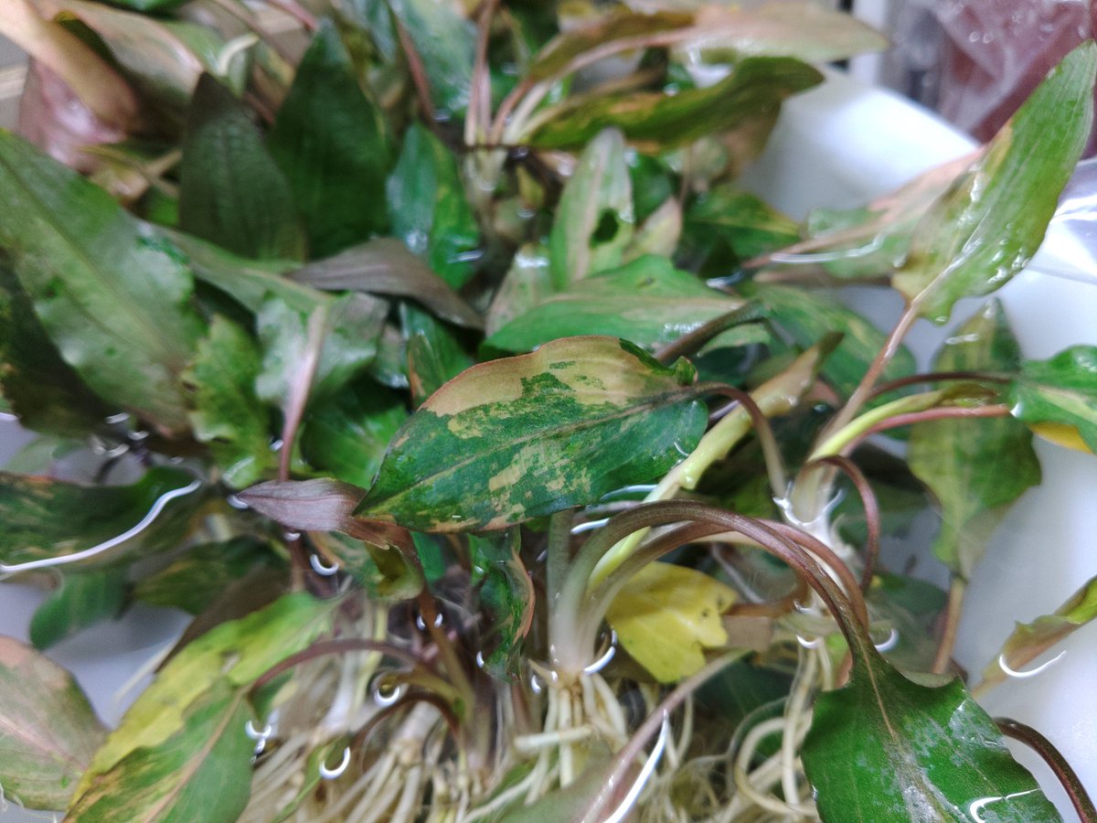 【水草・水生植物】チャーム公式 tweet media