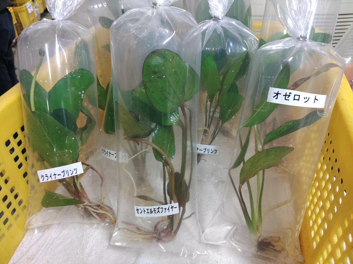 【水草・水生植物】チャーム公式 tweet media