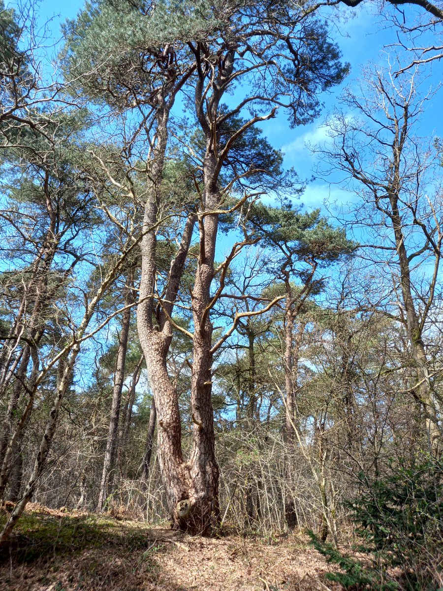 northfieldtree's tweet image. #trees