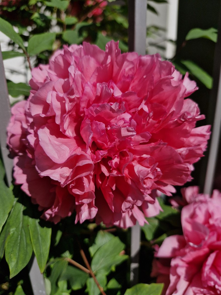 lehner_tomi's tweet image. #superbloom #flowers #saturday #gorgeous