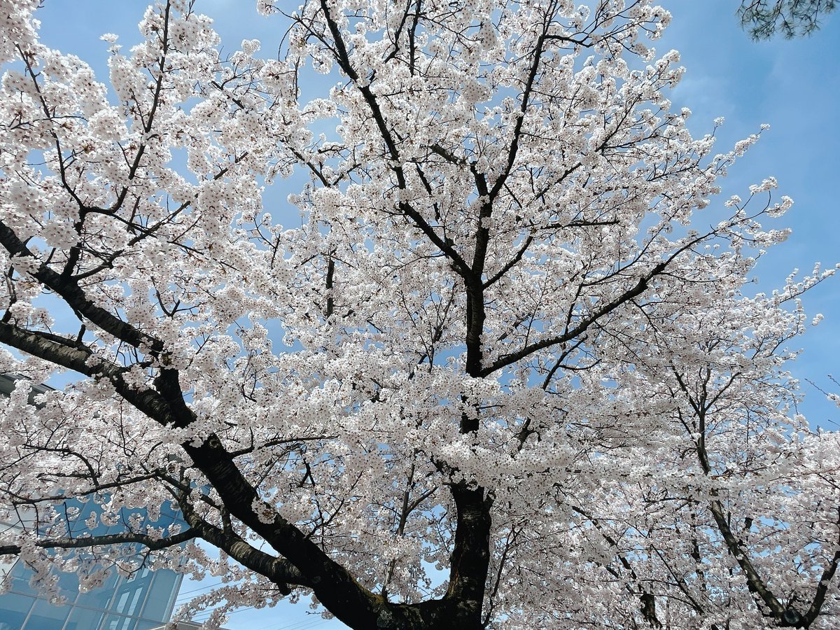 ぽて🐧🚀 tweet media